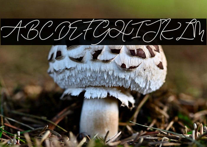 Eiffel in love Example 1