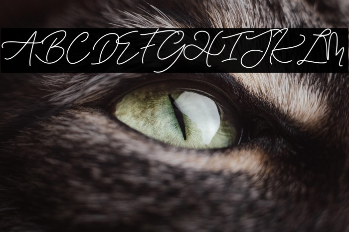 Eiffel in love Example 3