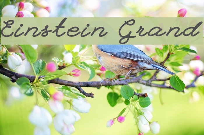 Einstein Grand Font examples