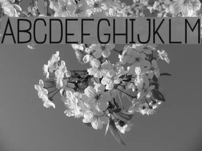 Einzine Font examples