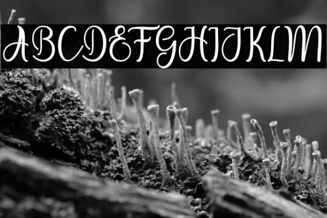 eiffela Font examples