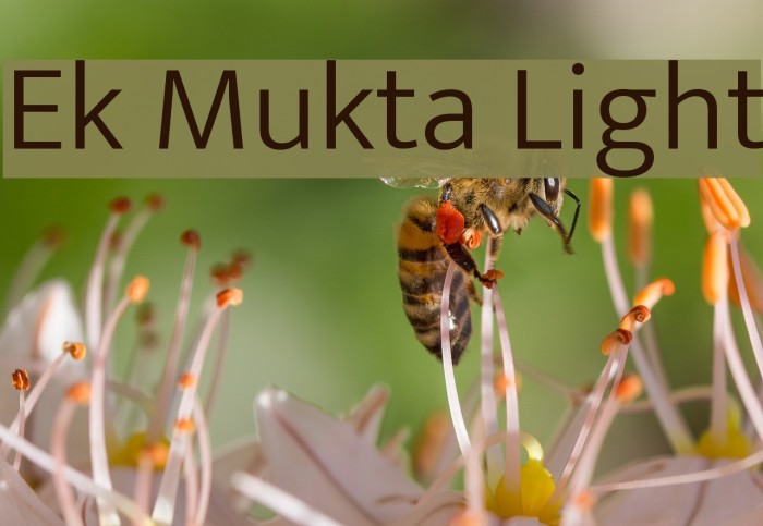 Ek Mukta Light Font examples