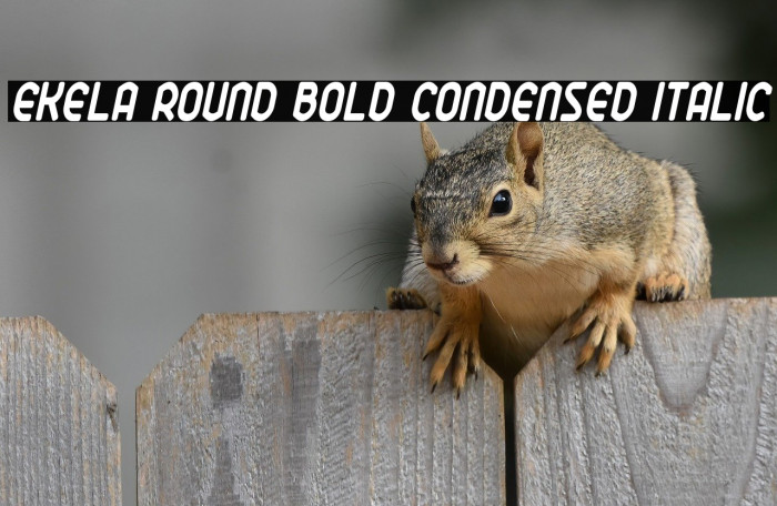 Ekela Round Bold Condensed Italic Example 1