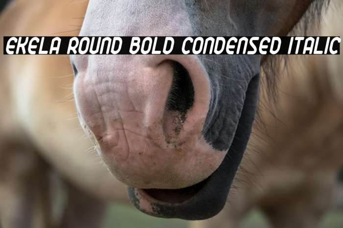 Ekela Round Bold Condensed Italic Example 3
