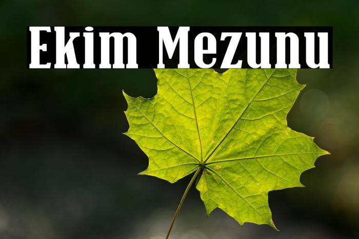 Ekim Mezunu Example 2
