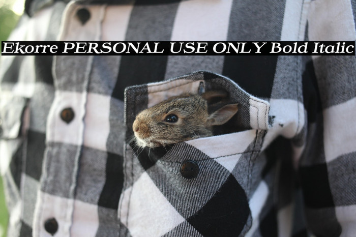Ekorre PERSONAL USE ONLY Bold Italic Example 2