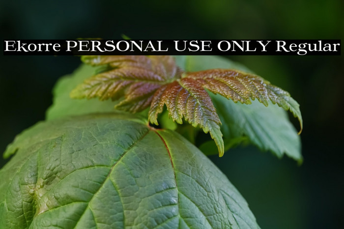 Ekorre PERSONAL USE ONLY Regular Example 2