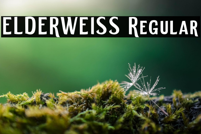 ELDERWEISS Regular Example 1