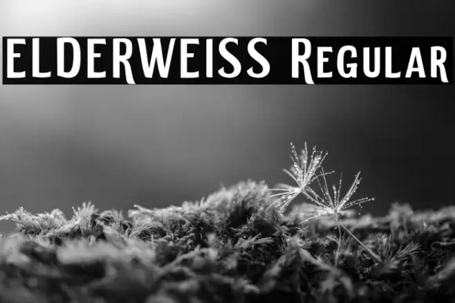 ELDERWEISS Regular Example 1