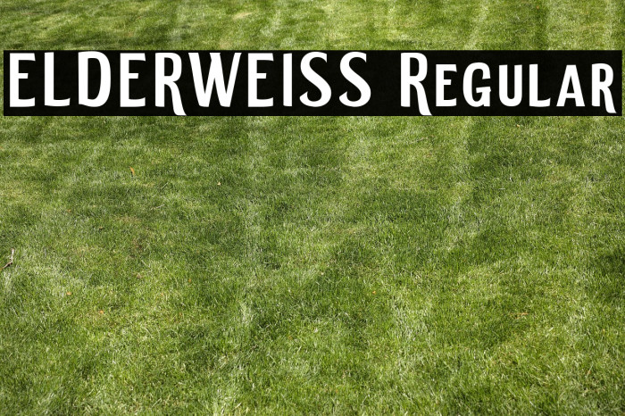 ELDERWEISS Regular Example 2