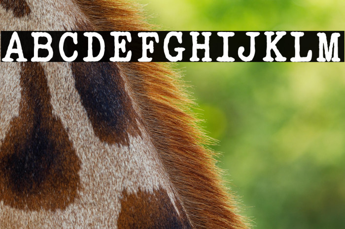 ELEGANT TYPEWRITER Bold Example 1