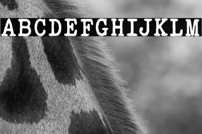 ELEGANT TYPEWRITER Bold Font examples