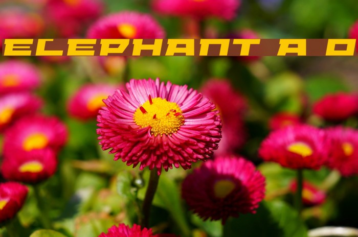 ELEPHANT A Oblique Schriftart examples
