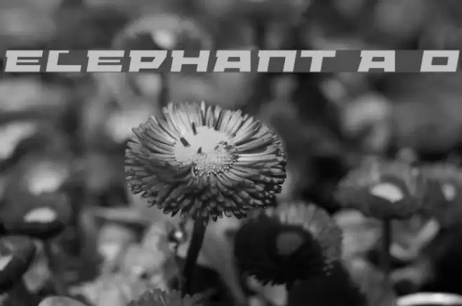 ELEPHANT A Oblique Polices examples