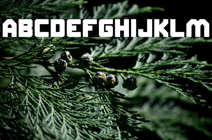 ELITE MIND Bold Example 3