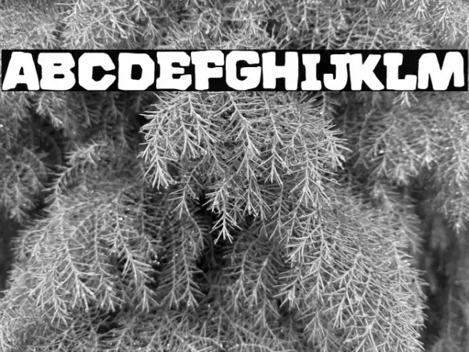 El Buen Español フォント examples