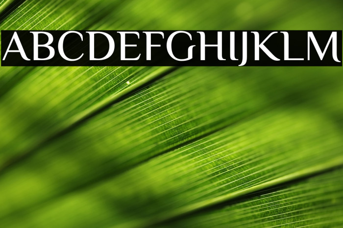 ElMessiri-Medium Example 1