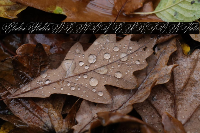 Eladorna Gladiota DEMO VERSION Italic Example 1