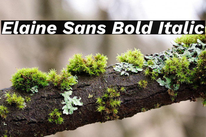 Elaine Sans Bold Italic Example 2