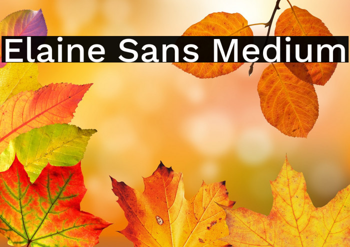 Elaine Sans Medium Example 1