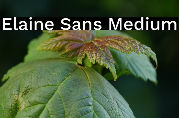 Elaine Sans Medium Example 2