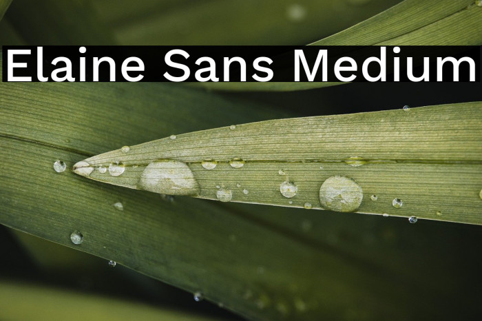 Elaine Sans Medium Example 3