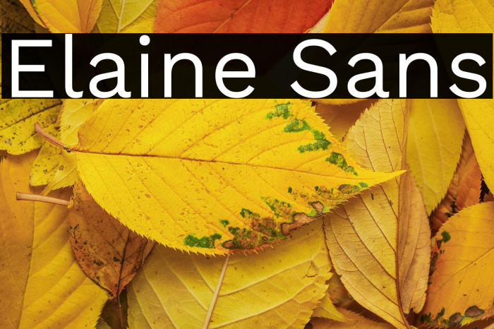 Elaine Sans Example 2