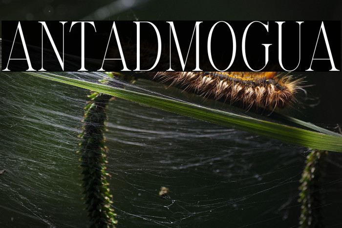 Elantrae Demo Regular Example 1