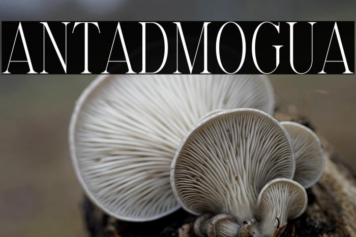 Elantrae Demo Regular Example 2