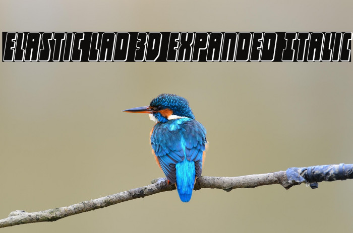 Elastic Lad 3D Expanded Italic Example 2