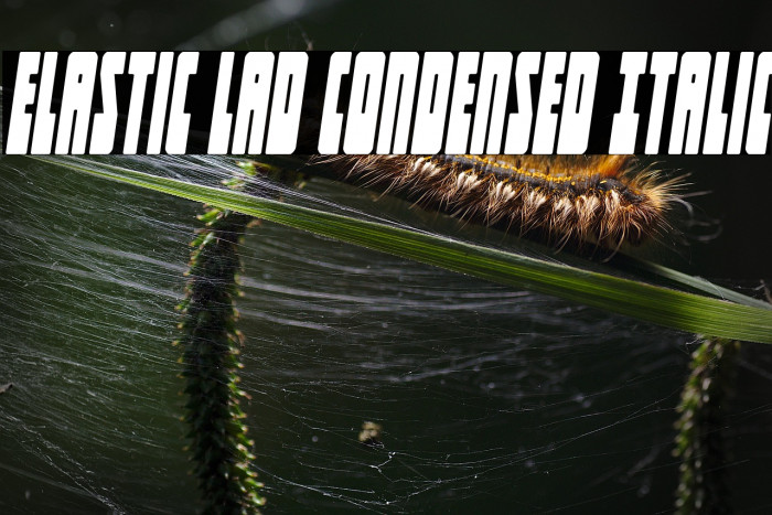 Elastic Lad Condensed Italic Example 2