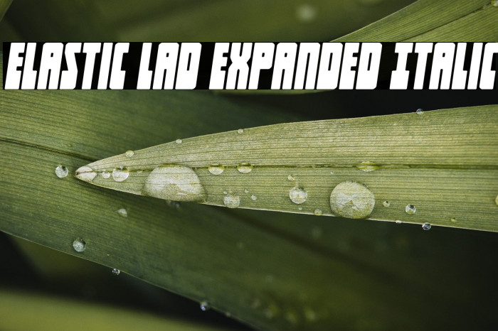 Elastic Lad Expanded Italic Example 2