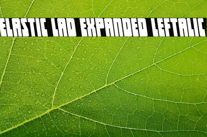 Elastic Lad Expanded Leftalic Example 1