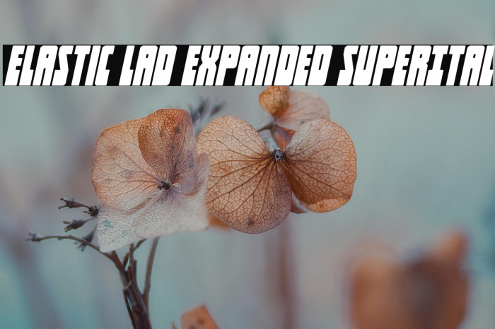 Elastic Lad Expanded SuperItal Example 2