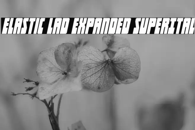 Elastic Lad Expanded SuperItal Font examples
