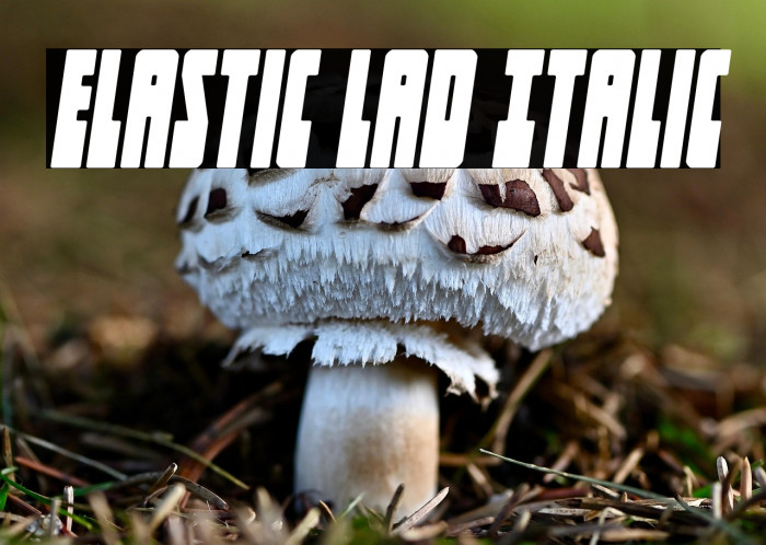 Elastic Lad Italic Example 1