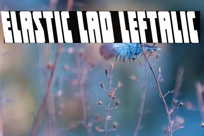 Elastic Lad Leftalic Example 2