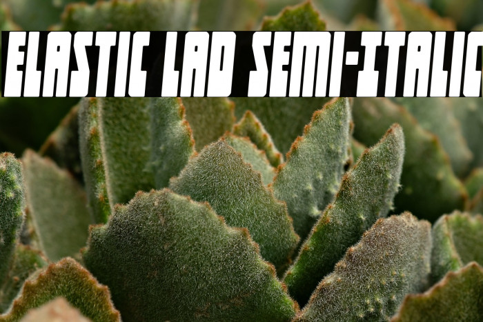 Elastic Lad Semi-Italic Example 2
