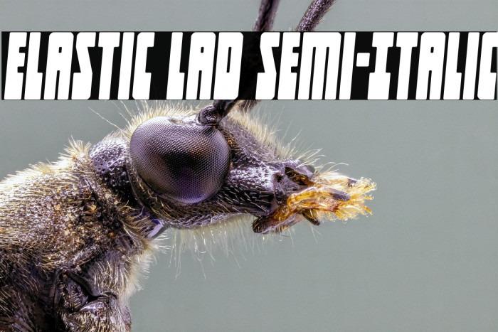 Elastic Lad Semi-Italic Example 3