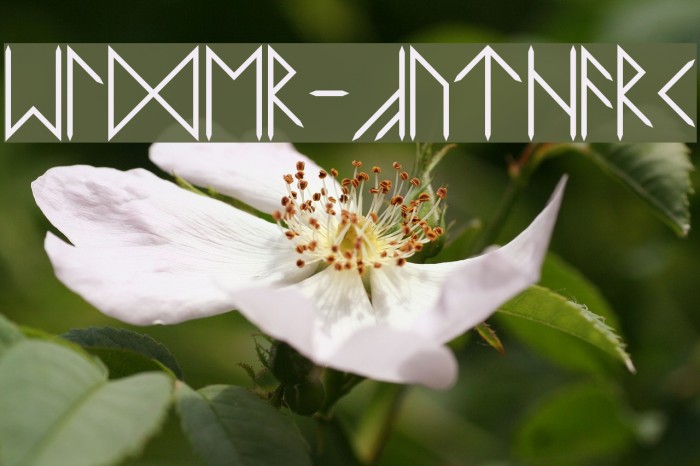 Elder-Futhark Font examples