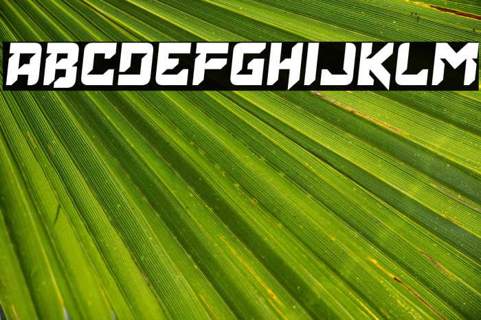 Elder Head Example 3