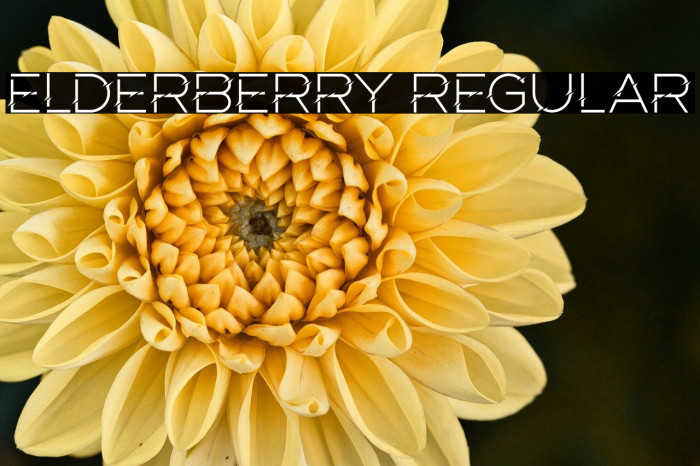 Elderberry Regular Example 1