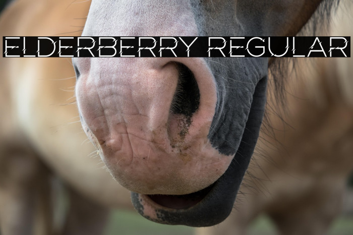 Elderberry Regular Example 2