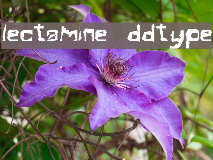 Electamine Oddtype Font examples