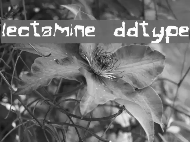 Electamine Oddtype フォント examples
