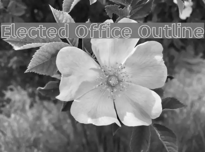 Elected Office Outline Example 2