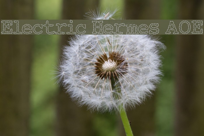 Electric Hermes AOE Font examples