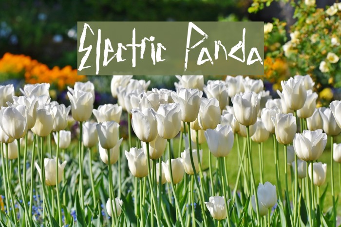 Electric Panda Font examples