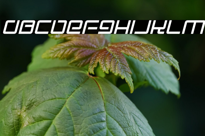 Electro Party Italic Example 2