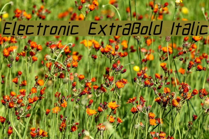 Electronic ExtraBold Italic Example 1